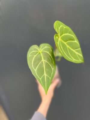 Anthurium Magnificum