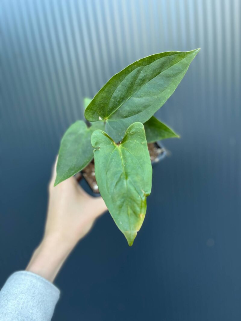 Anthurium Luis’s Mustache (Anth. papillilaminum x Anth. pinkleyii)