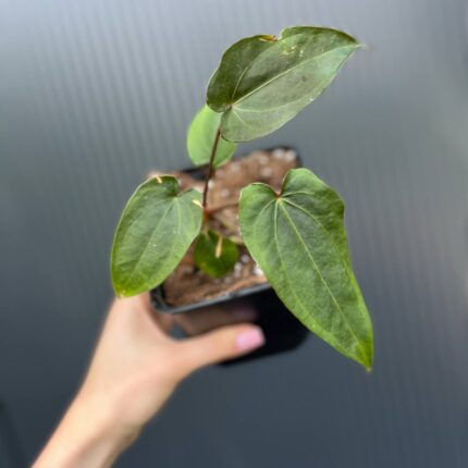 Anthurium Crystal Sky ×  Nigrolaminum ‘Gigi’