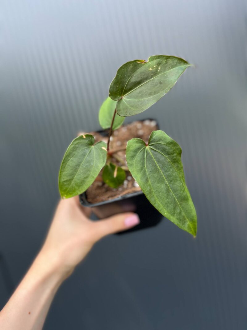 Anthurium Crystal Sky ×  Nigrolaminum ‘Gigi’