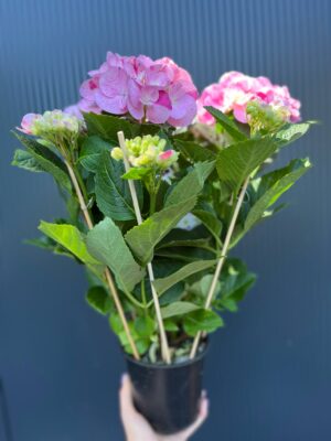 Hortensja Ogrodowa | Hydrangea macrophylla SWEET FANTASY