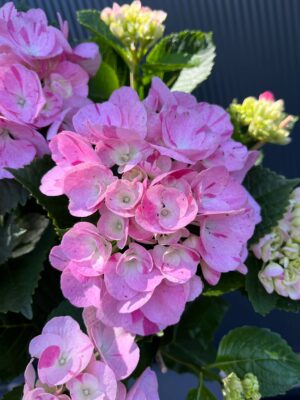 Hortensja Ogrodowa | Hydrangea macrophylla SWEET FANTASY