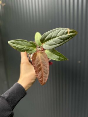 Anthurium Cuyabeno Soul