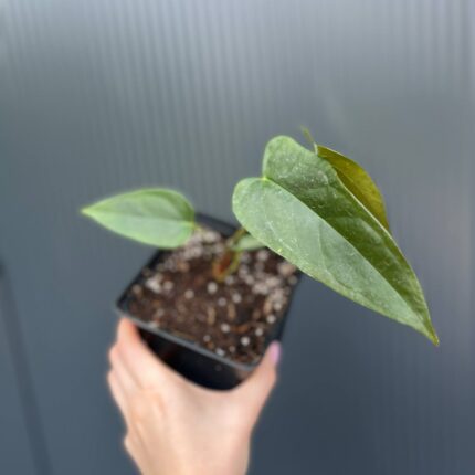 Anthurium papillilaminum × Anthurium pedatum