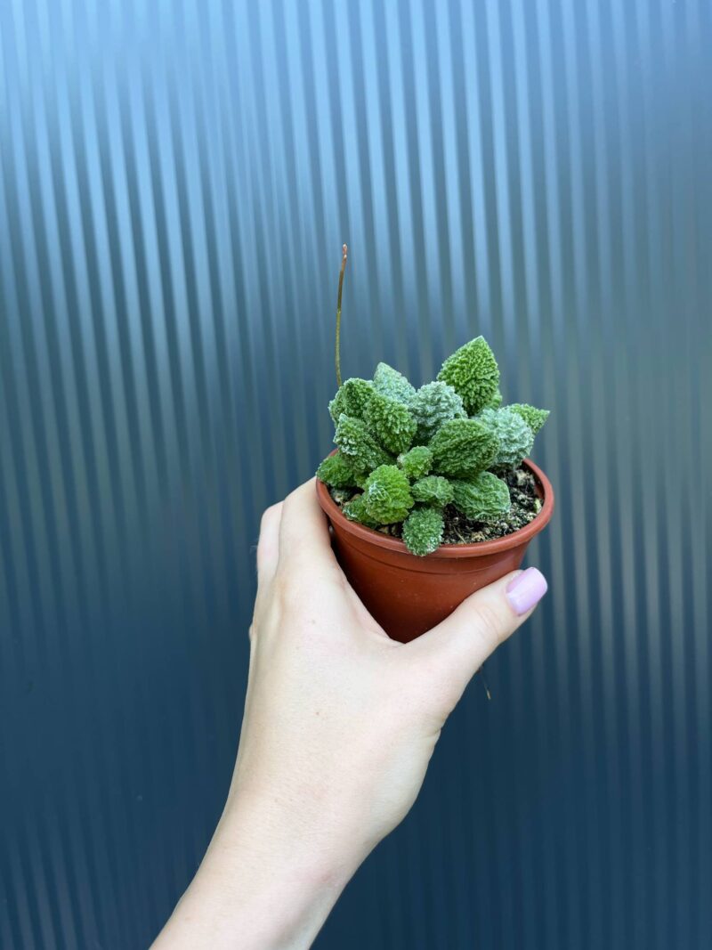Sukulent ADROMISCHUS marianae herrei ‘Red Coral’