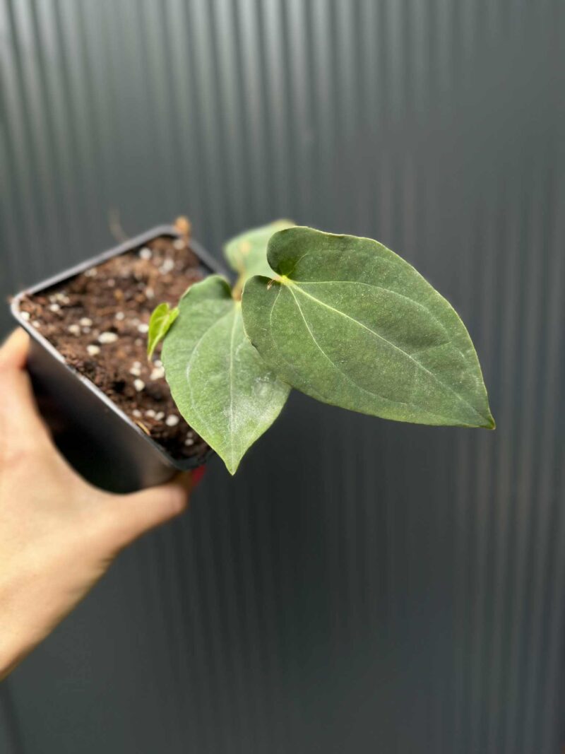 Anthurium Eureka x Dressleri