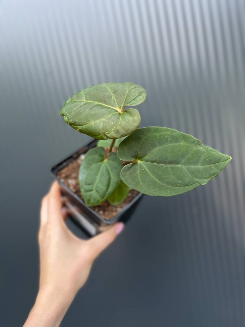 Anthurium Eliarmijos Inspirations Inverse crossing (Andean Moon x Dressleri)