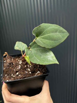 Anthurium Eureka x Dressleri