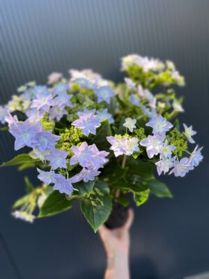 Hortensja Ogrodowa | Hydrangea macrophylla ‘Elleair Anniversary’