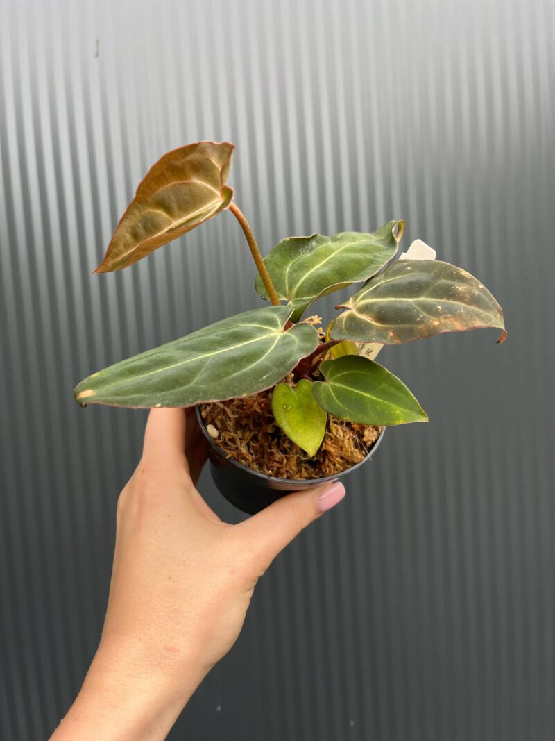 Anthurium Crystal Sky