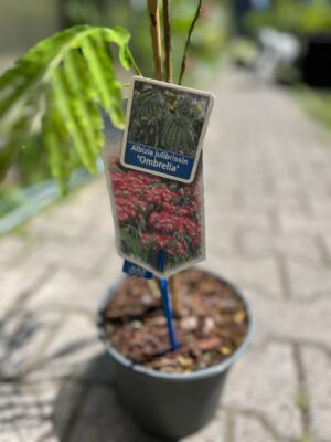 Albicja jedwabista (Albizia julibrissin)