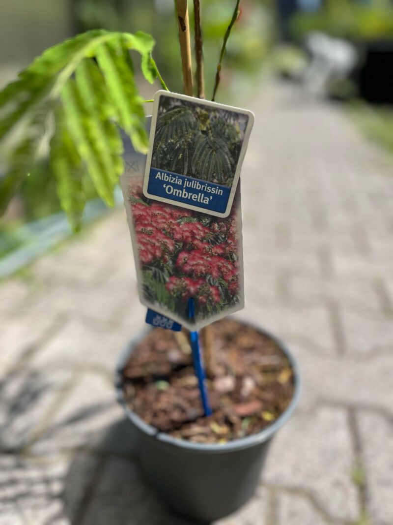 Albicja jedwabista (Albizia julibrissin)