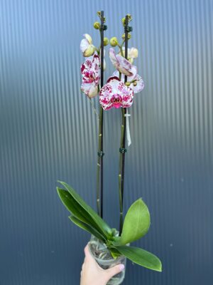 Phalaenopsis Bohemian Mondriaan | Storczyk ( przekwitajacy)