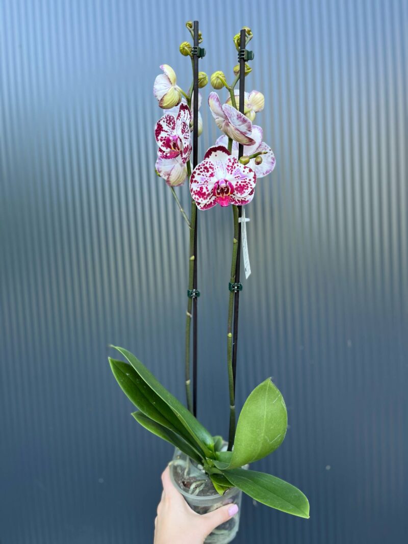 Phalaenopsis Bohemian Mondriaan | Storczyk ( przekwitajacy)
