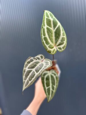 Anthurium Dockblock Zara® ’29’ x Dockblock Zara® ‘3’