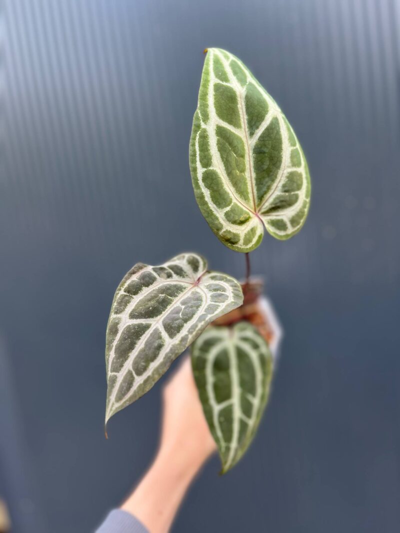 Anthurium Dockblock Zara® ’29’ x Dockblock Zara® ‘3’