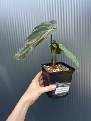 Anthurium besseae aff × Anthurium Papillilaminum