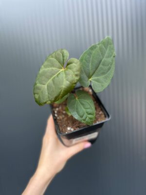 Anthurium Eliarmijos Inspirations Inverse crossing (Andean Moon x Dressleri)