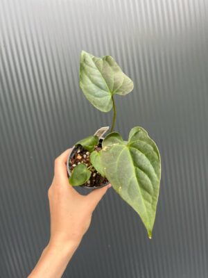 Anthurium Patrick Legendrio – Anthurium Crystal Sky × Andean Moon