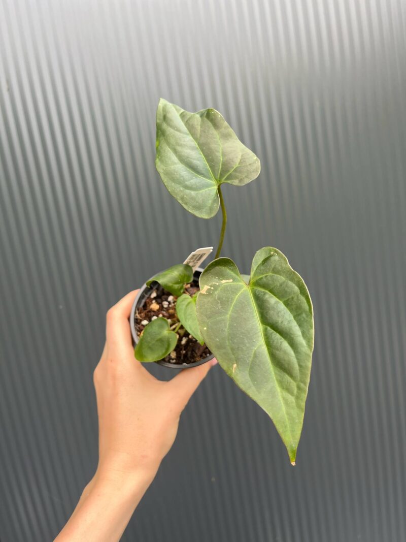 Anthurium Patrick Legendrio – Anthurium Crystal Sky × Andean Moon