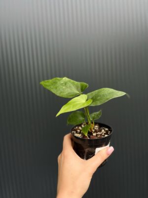Anthurium Andean Moon x Giganteum Verde