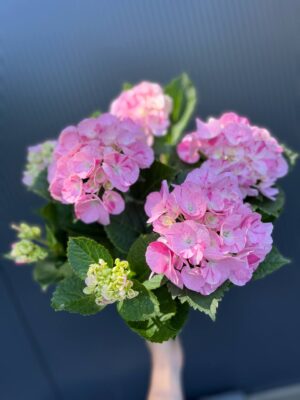 Hortensja Ogrodowa | Hydrangea macrophylla SWEET FANTASY