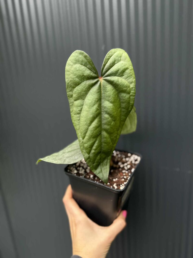 Anthurium nigrolaminum ‘Gigi’ x Anthurium Dressleri