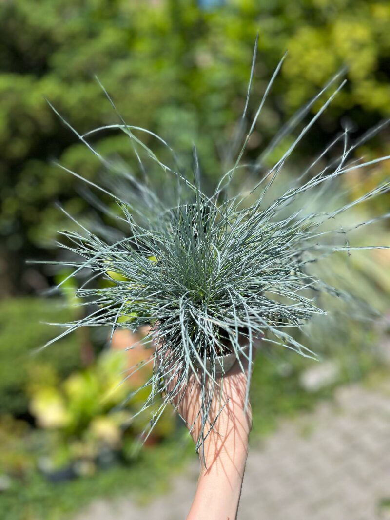 Kostrzewa sina ‘Compacta Blue’