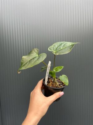 Anthurium Patrick Legendrio – Anthurium Crystal Sky × Andean Moon