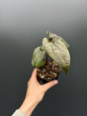 Anthurium ‘Gigi Dreams’