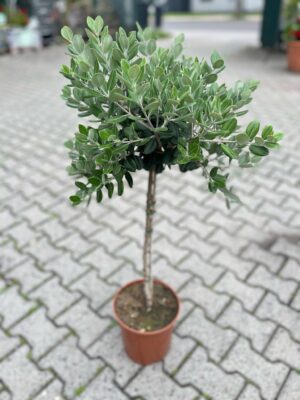 Metrosideros wyniosły excelsa, Nowozelandzkie Drzewo Bożonarodzeniowe