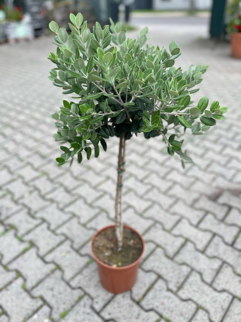 Metrosideros wyniosły excelsa, Nowozelandzkie Drzewo Bożonarodzeniowe