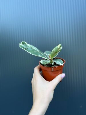 Ficus Lyrata Variegata