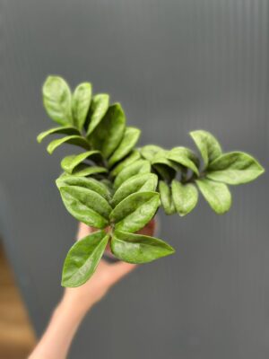 Zamioculcas Zenzi