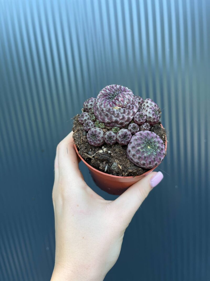 Sulcorebutia rauschii