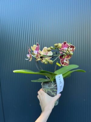 Phalaenopsis Dioro Magnifique | Storczyk