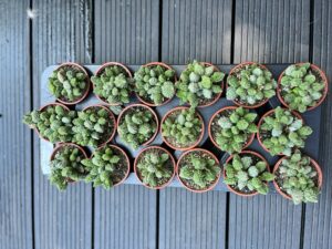 Sukulent ADROMISCHUS marianae herrei ‘Red Coral’
