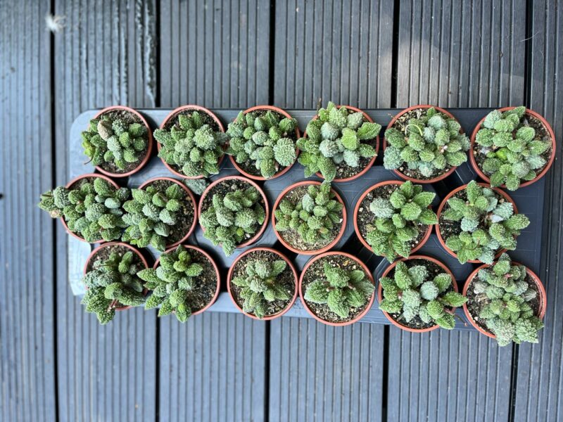 Sukulent ADROMISCHUS marianae herrei ‘Red Coral’