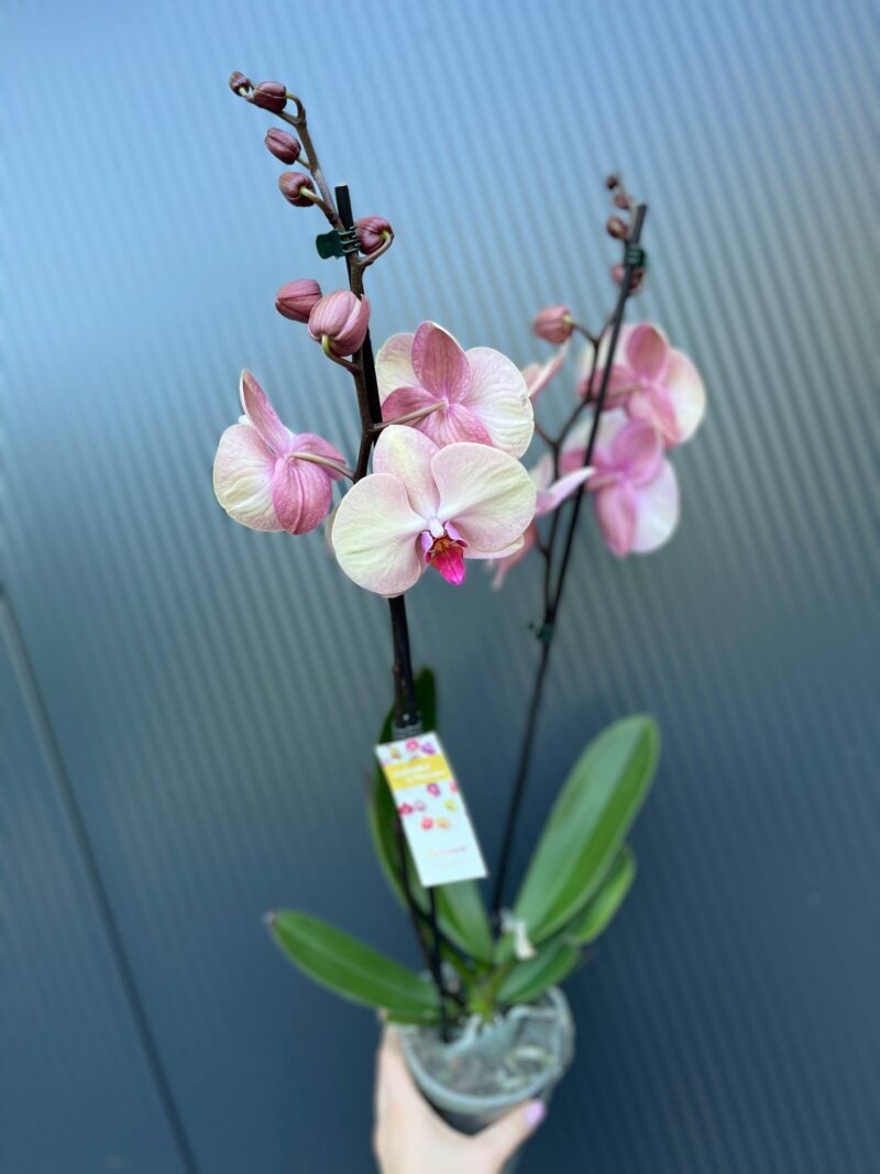 Phalaenopsis midsummer night | Storczyk