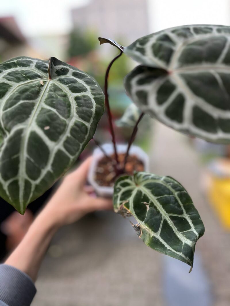 Dockblock Anthurium Michelle® ’11’ x Michelle® ‘1’