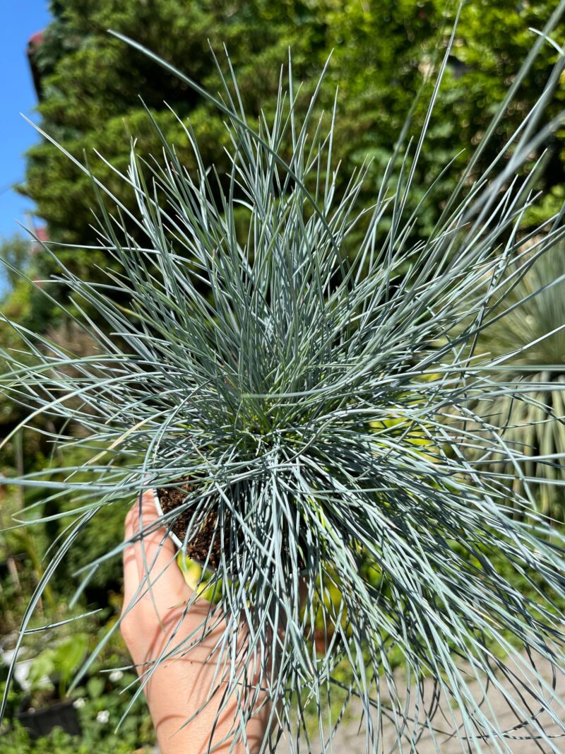 Kostrzewa sina ‘Compacta Blue’