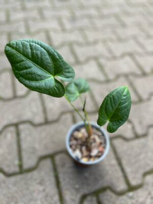 Anthurium Amazon Rabbit