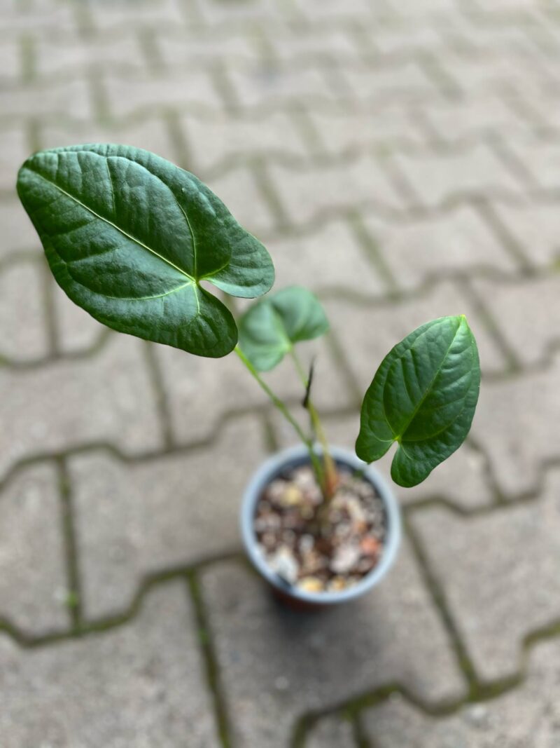 Anthurium Amazon Rabbit