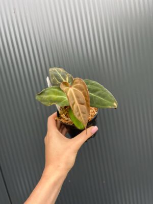 Anthurium Crystal Sky