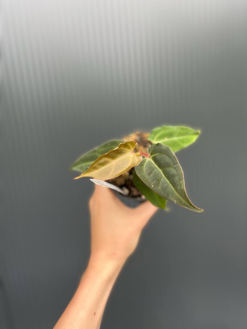 Anthurium Crystal Sky