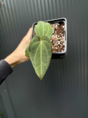 Anthurium Eureka x Dressleri