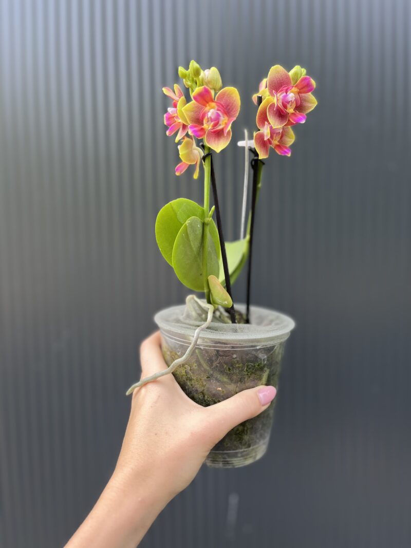 Phalaenopsis Peloric “3 Lips” | Storczyk pachnący