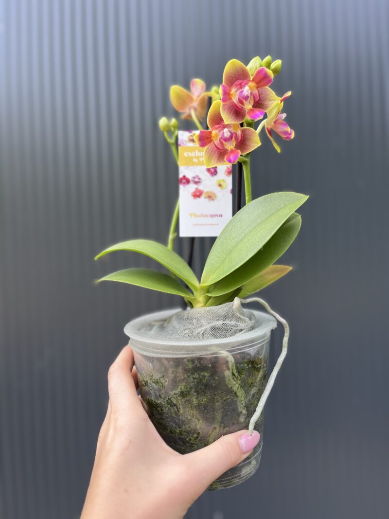 Phalaenopsis Peloric “3 Lips” | Storczyk pachnący