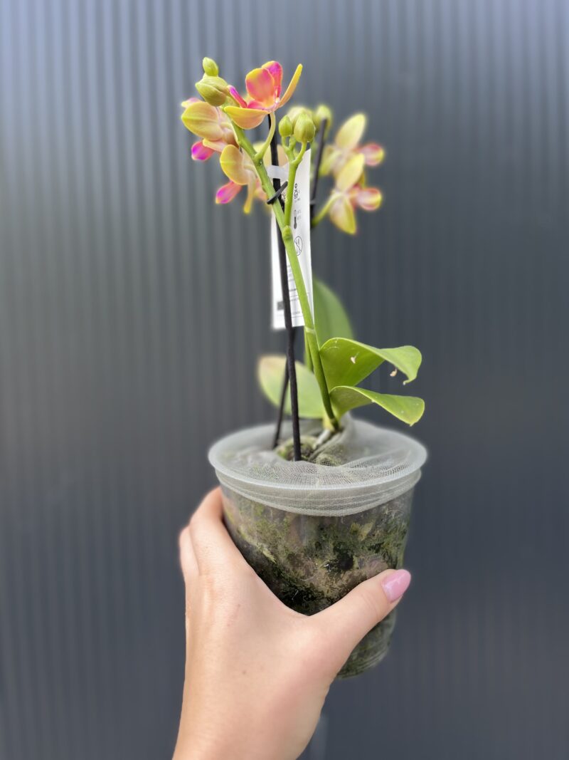 Phalaenopsis Peloric “3 Lips” | Storczyk pachnący