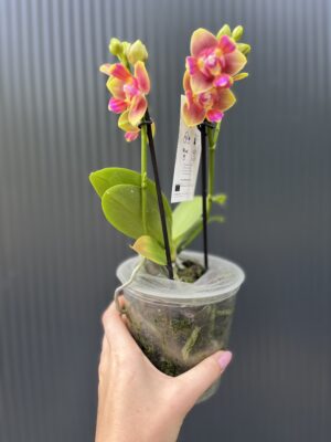 Phalaenopsis Peloric “3 Lips” | Storczyk pachnący